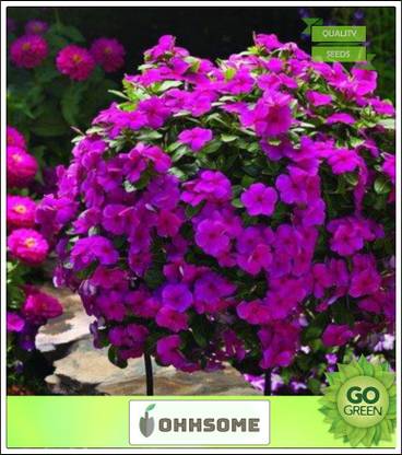 OhhSome Red Periwinkle Flower seeds For Garden Seed