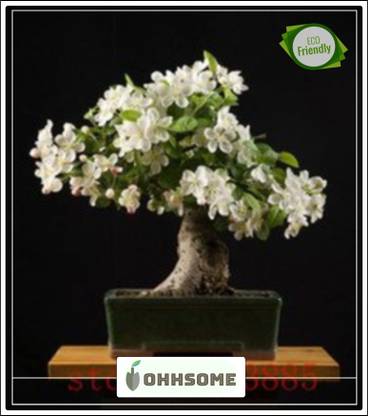 OhhSome Bonsai Suitable Seeds Orange Jasmine Seeds - Exotic Imported Bonsai Suitable Seeds Seed