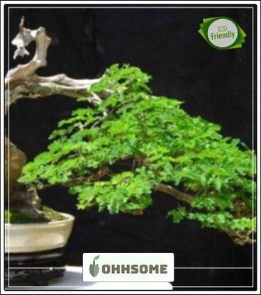 OhhSome Imported Coco Tamarind Bonsai Suitable Seeds Seed