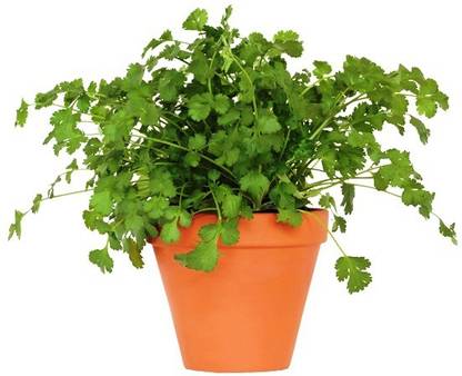 NV Coriander Plant