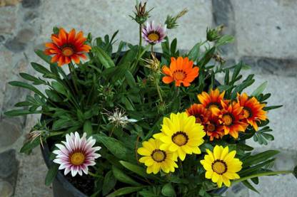 OhhSome Gazania Dwarf Mixed Flower Seeds Seed