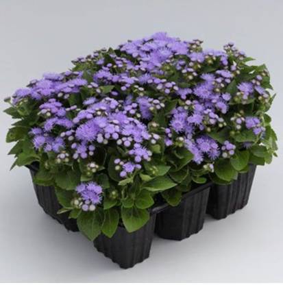 OhhSome Bluemink Flower Seeds Seed