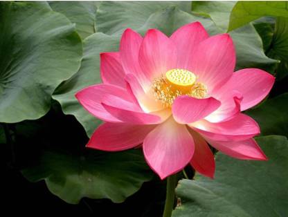 OhhSome Flower Seeds : Indian Lotus Red Flower Nelumbo Nucifera Kamal/Sacred Water Lily Seeds 15 Seeds- Plants Seeds Decorative Home Garden Plant Seeds Eco Pack Garden Plant Seeds Seed