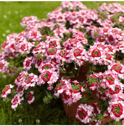 Mozette Exotic verbena Seed