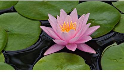 OhhSome Coreopsis Auriculata Oxygen Generating Plants Seeds Home Garden Plant Seeds Eco Pack Garden Plant Seeds Seed