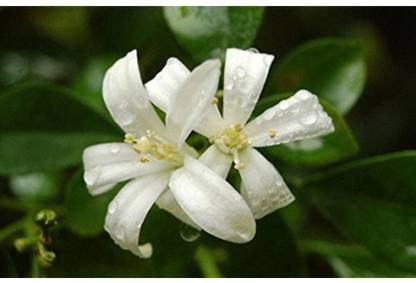 OhhSome Maramulla Murrayya Exotica Jasmine 10 Flower Seeds Seed