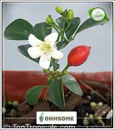 OhhSome Flowering Tree : Orange Jessamine Jasmine Flower Seeds - Seeds Seed
