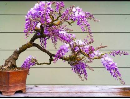 OhhSome Bonsai Seeds Black Poui Imported Bonsai Tree Seeds Seed