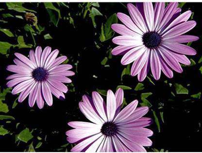 OhhSome South African Daisy Flower Seeds Seed