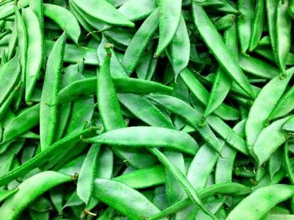 First Crop Sem vegetable Lima Beans Seed