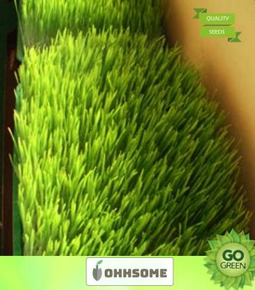 OhhSome Vegetable Seeds Indoor-Grown Wheatgrass Seeds - Wheatgrass Microgreens Seeds Home Garden Seeds Seed