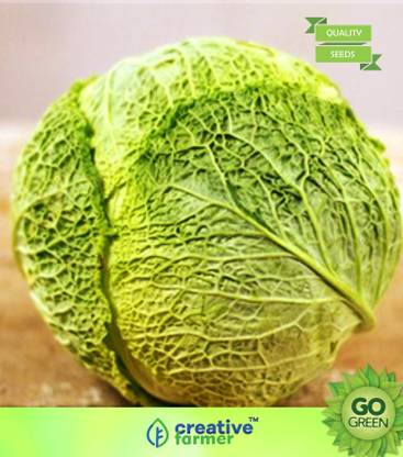creative farmer Vegetable Seeds Kobij Seeds - Cabbage Seeds High Quality Summer Seeds Home Garden Seeds Seed