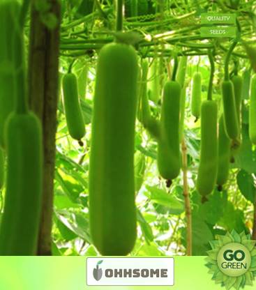 OhhSome Vegetable Seeds Lauki, Ghia, Louki, Dudhi, Ghiya Seeds - Bottlegourd Seeds Nutritious Gourds Vegetable Seeds Bottle Gourd Home Garden Seeds Seed
