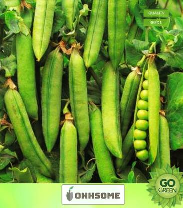 OhhSome Vegetable Seeds Vatana / Mattar / Watane Seeds - Peas Seeds Home Garden Seeds Seed