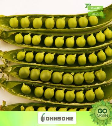 OhhSome Vegetable Seeds Green Peas (Medium Size Pod) Seeds - Peas Seeds Seeds Organic Home Garden Seeds Seed