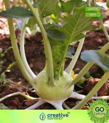 creative farmer Vegetable Seeds Noolkol Seeds - Kohlrabi ​Seeds Seeds For Summer Season Home Garden Seeds Seed