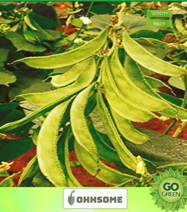 OhhSome Vegetable Seeds Anvare, Kadavebaala Seeds - Dolichos Beans Seeds Rarest Seeds Office Garden Seeds Home Garden Seeds Seed
