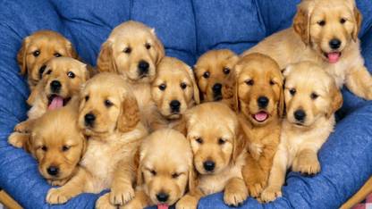 cute dogs group Fine Art Print