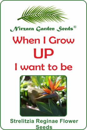 Nirzara Garden Seeds Bird of Paradise Flower Seeds Seed
