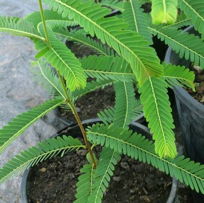 NV Amla Plant