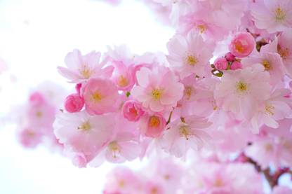flowers pic Fine Art Print