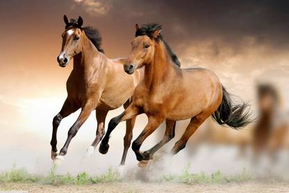 Horses Poster With GumTape to Stick| Running Horse Wallpaper| Horse Poster for Vastu Shastra with Gum Tape Paper Print