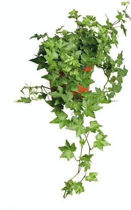 LIVE GREEN Ivy Plant