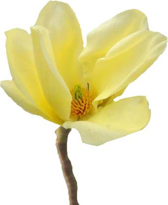 Futaba Magnolia Denudata Flower Yellow -10 Pcs Seed