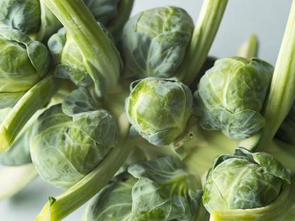 LIVE GREEN BRUSSEL SPROUT ORGANIC F1 HYBRID SEEDS 100% GERMINETION (LIVE GREEN) Seed