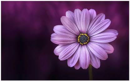 Flower Wall Big Size Flex Poster 36X48 Inch F-123 Paper Print