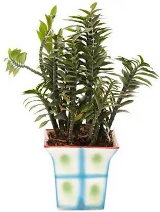 Vamsha Nature Care Live Ornamental zig-zag Plant Devils Backbone in Pot
