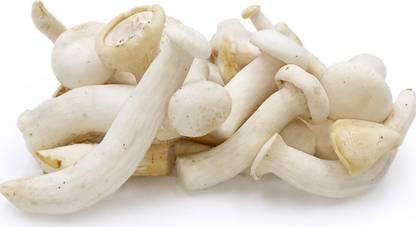 Thanvi Mushroom Milky Mushroom spawn (Calocybe indica) seed (400 g), 100 g Mushroom Cultivation Suppliment Seed