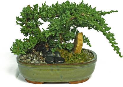 FRESHO brande flowrs hybrid pure hame and gardening seeds Seed