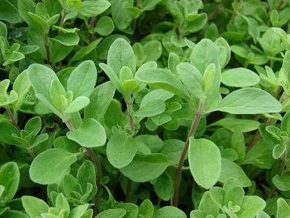 Airex MARJORAM HERB SEEDS (PACK OF 30 SEEDS X 1 PACKET Seed
