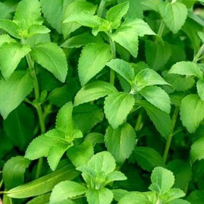 Airex STEVIA SWEET LEAVES HERB SEEDS (PACK OF 50 SEEDS X 9 PACKET Seed