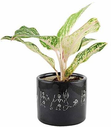 Real Nature Aglaonema Siam Aurora Lipstic Red Plant in Black Ceramic Pot Bonsai Artificial Plant  with Pot