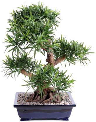 SHOP 360 GARDEN Bonsai Suitable Tree Seeds - Podocarpus Macrophyllus / Buddhist Pine / Fern Pine Seeds - Pack of 5 Seeds Seed