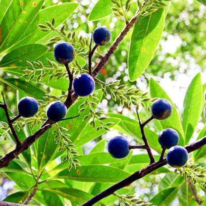 SHOP 360 GARDEN Rudraksha / Elaeocarpus Ganitrus / Rudraksh Holy Tree Seeds For Planting - Pack of 10 Seeds Seed