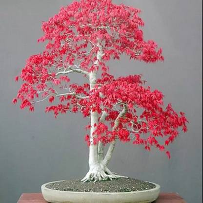 ROSEMERC imported exotic RED maple tree (40 per packet) Seed