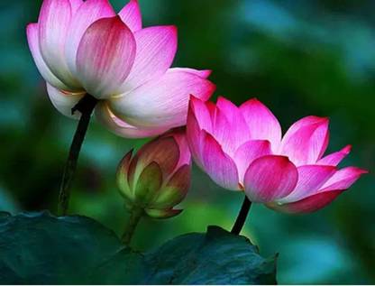 ROSEMERC beautifull lotus (20 per packet) Seed