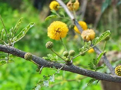 SHOP 360 GARDEN Vachellia nilotica / Gum arabic tree / Babul / Thorn mimosa / Egyptian acacia / Thorny acacia / Acacia nilotica / Babool Tree Seeds - Pack of 15 Seeds Seed