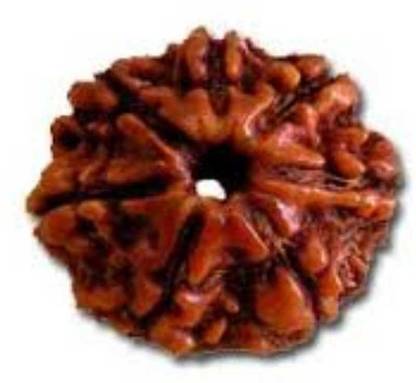 Aurra Stores 100 % Original & Natural Seven Face / 7 Mukhi Rudraksha With JGL Lab Certified Wood Pendant
