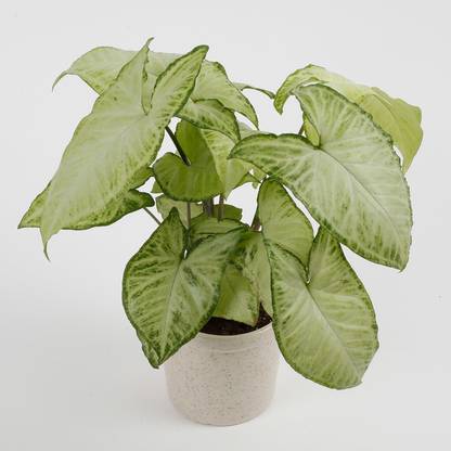 Ferns N Petals Syngonium Plant