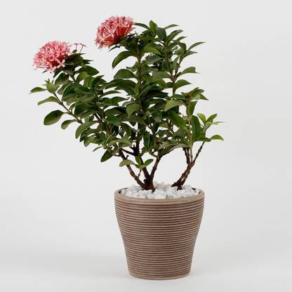Ferns N Petals Ixora Red Dwarf Plant In Chocolate Brown Recycled Plastic Pot Seed
