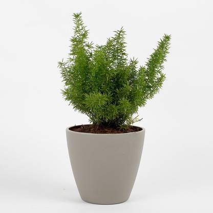 Ferns N Petals Foxtail Asparagus Fern Plant In Grey Conical Melamine Pot Seed