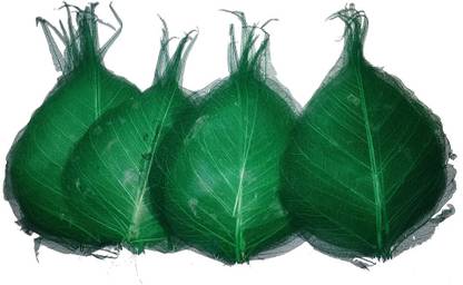 क्राफ्टवॉफ्ट SKELETON LEAVES DARK GREEN PACK OF 50