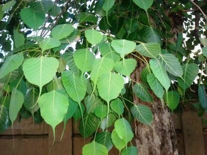 SHOP 360 GARDEN Fig Trees seeds, Ficus religiosa seeds,Peepal tree,bodhi tree,pippala tree, peepul tree, peepal tree or ashwattha tree, sacred fig - (Ficus religiosa seeds) Pack of 100 grams Seed