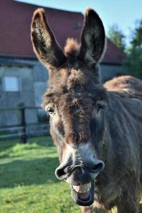 Goofy Donkey Smiling Journal