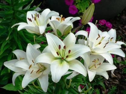 R-DRoz Sudarshan Lily (Milk & Wine Lily) Flowers Bulbs (Pack of 2 Bulbs) Seed