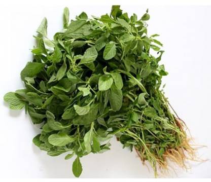 SHOP 360 GARDEN Arai Keerai / Amaranthus dubius / Thotakura / Koyagura / Cheera / Dantina Soppu Math Bhajii / Chauli,Chavleri Sag Leafy Vegetable Seeds - Pack of 1000 Seeds Seed